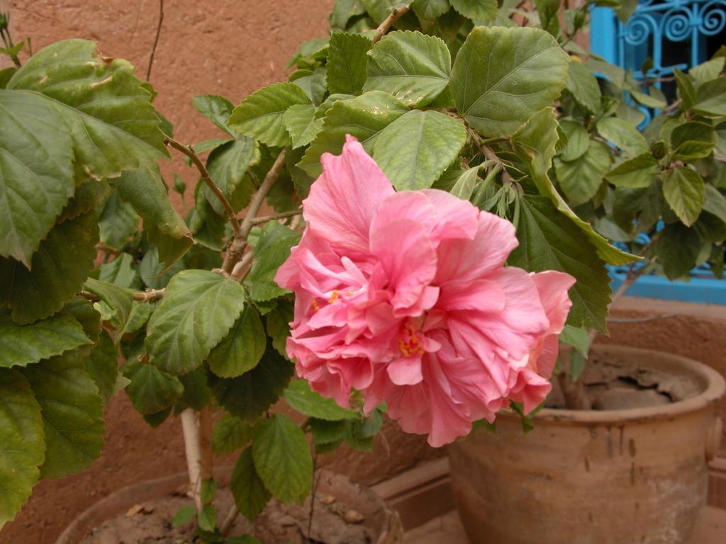 Bed and Breakfast Kasbah Iswan Kelaat-M'Gouna Zewnętrze zdjęcie